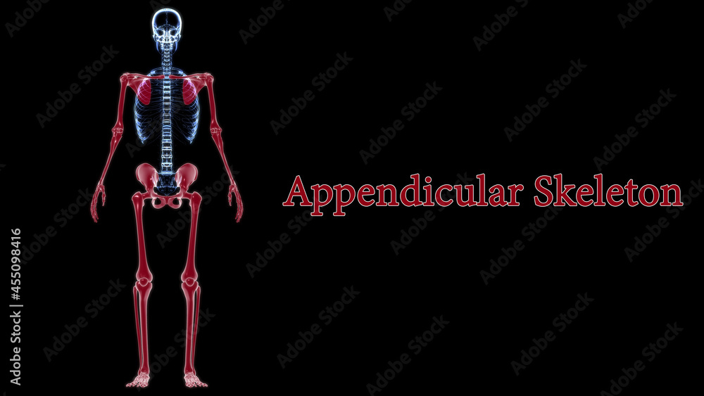 Human Skeleton Appendicular Skeleton Anatomy 3D Stock Illustration Biology Diagrams