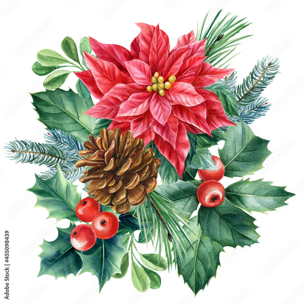 Cone, poinsettia and holly. Christmas decoration on white background, watercolor drawings. Xams Clipart 