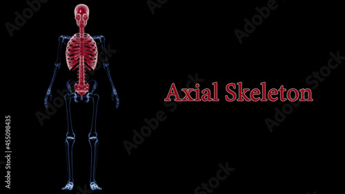 Human Skeleton Axial Skeleton Anatomy 3D