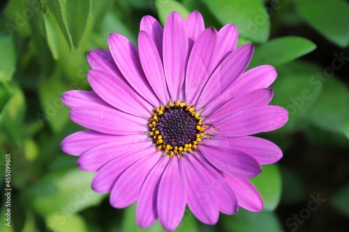 close up of pink flower