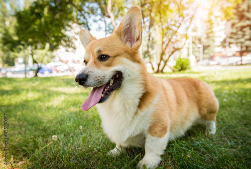 Portrait of Welsh corgi pembroke in the city park © romaset