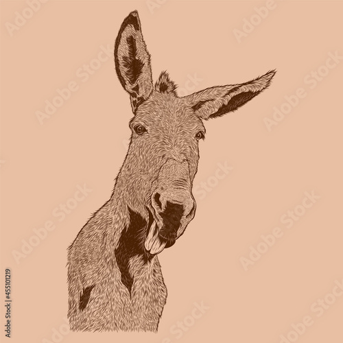 Head Donkey sketch illustration drawing vector 