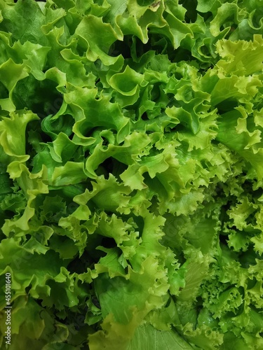 crinkly bright green fresh lettuce leaves