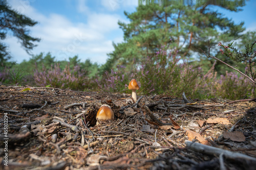 Fischbeker Heide Panorama zwei Pilze versteckt am Boden photo