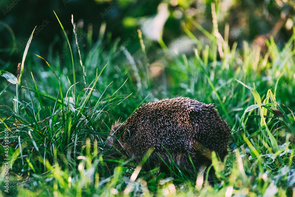Obraz premium A Hedgehog in the long grass