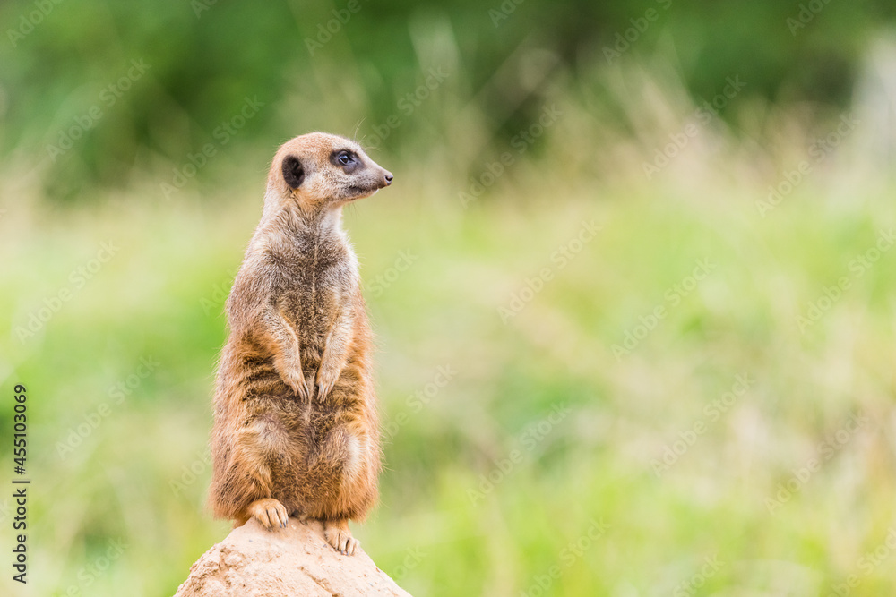 Fototapeta premium Meerkat on sentry duty