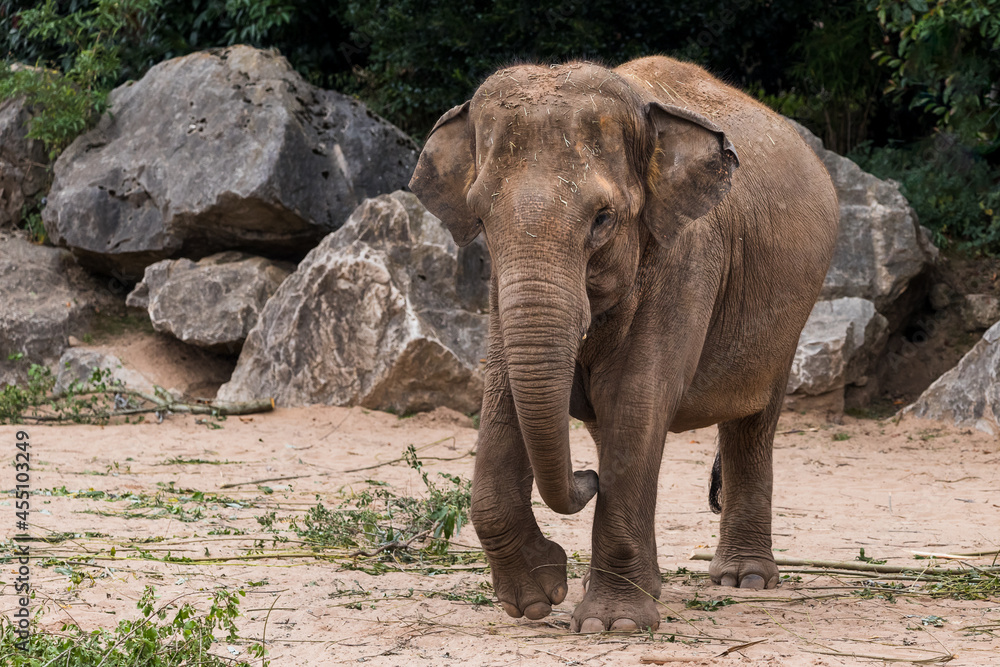 Naklejka premium Asian elephant walking towards the camera