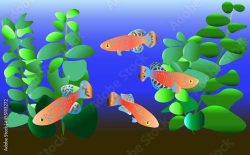 Killifish  aquarium  卵生メダカ　ラコビー　水槽イラスト