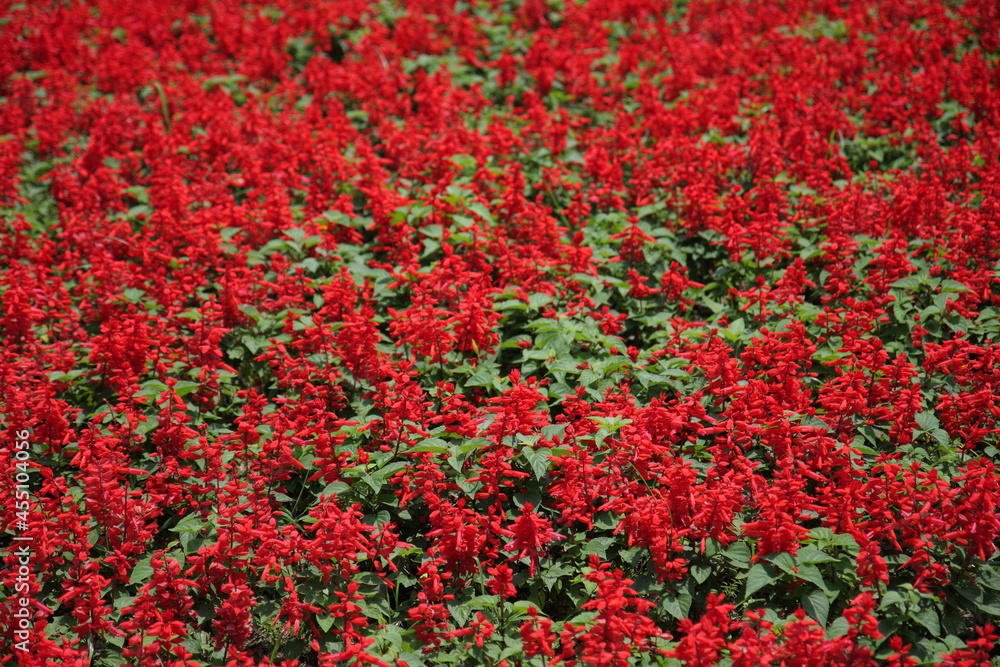 Many red flowers in the garden
