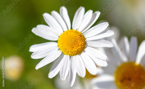 Chamomile flowers in the summer park.