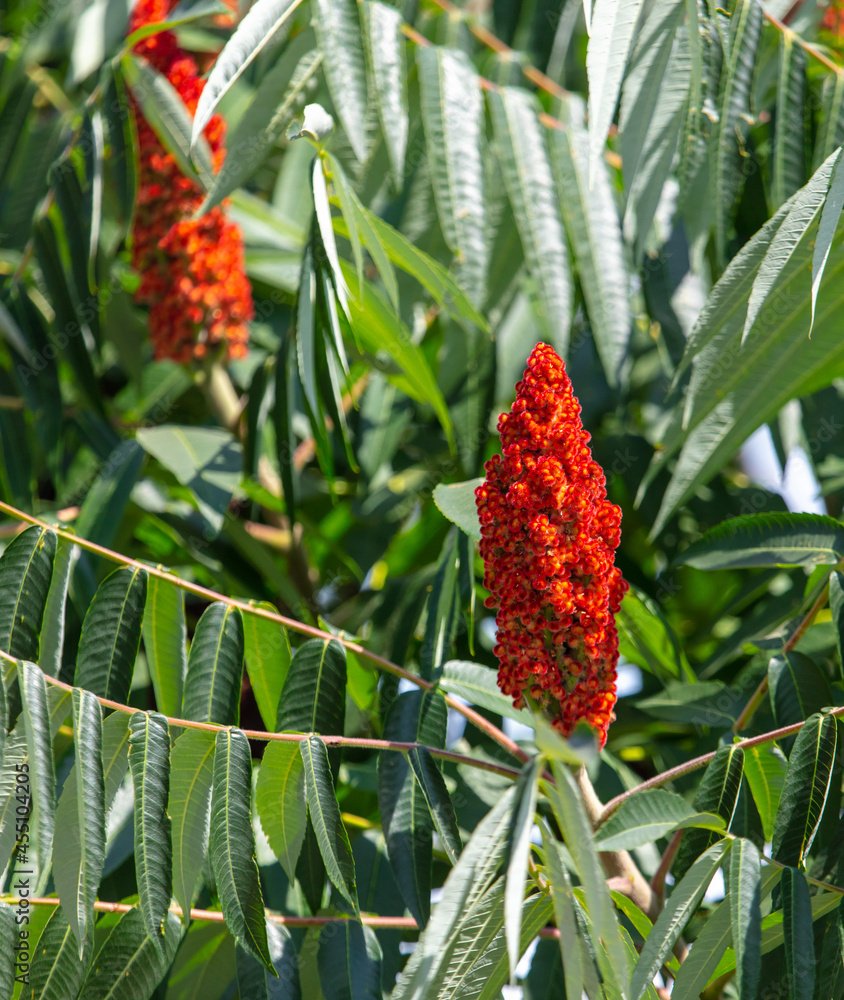 Red flowers on the branches of a tree Red flowers on the branches of a tree