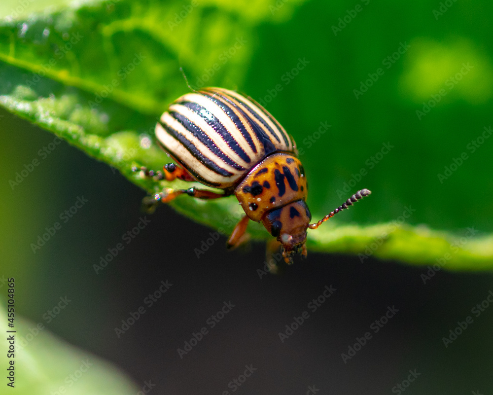 Fototapeta premium Close-up of Colorado potato beetle on potato leaves.