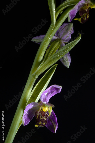 The Bee Orchid mimics the scent and look of a female bee, the male bees try to mate with the orchid, the plant is pollinated and gets to procreated, the male bee is humbled.