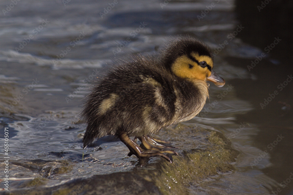 A duckling standing on a rock at the shore of a lake. A duckling standing on a rock at the shore of a lake.