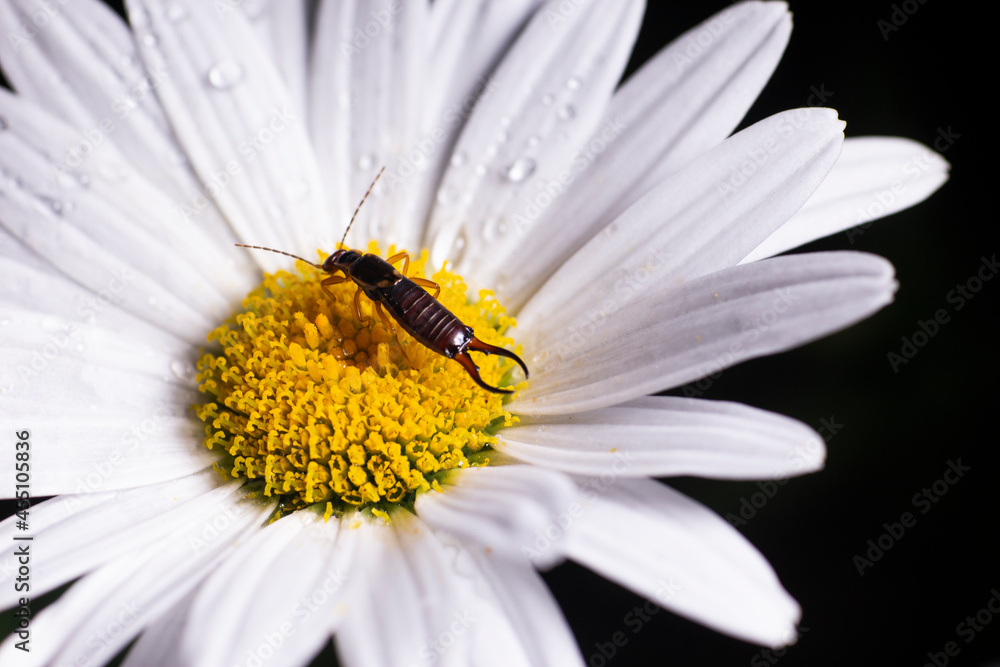 Fototapeta premium Insect and flower