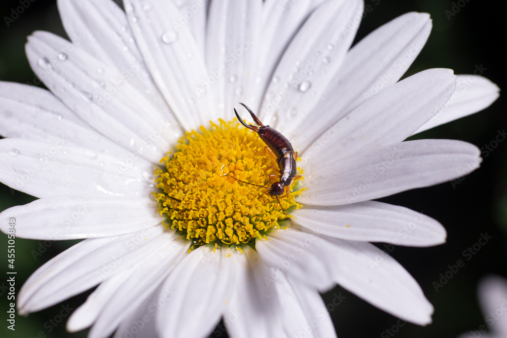 Fototapeta premium Insect and flower