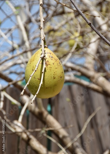Closeup of a ripe Calabash fruit attached to a tree branch