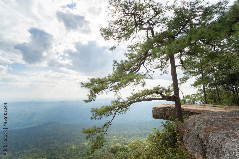 Obraz premium tree in the mountains 