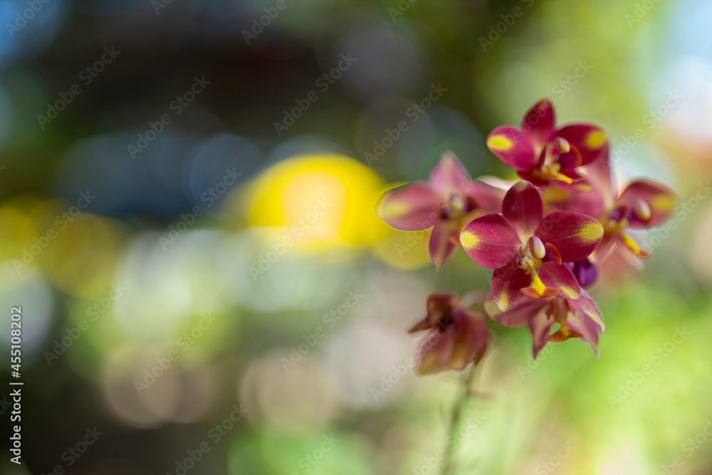 Obraz premium spring flowers background