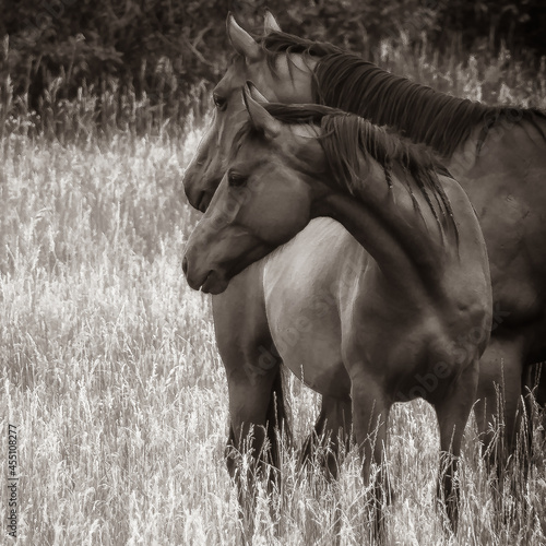 horse in the field