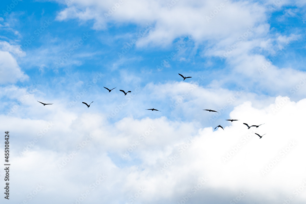 silhouette flying bird on blue sky.