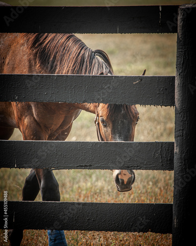 horse in stable