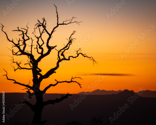 tree silhouette at sunset