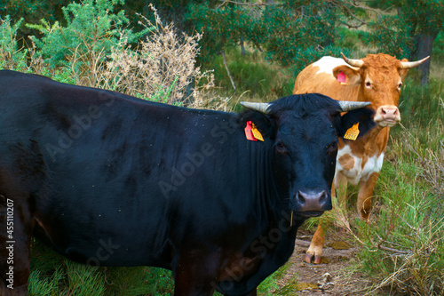 krowy zwierzęta natura rośliny kolczyki