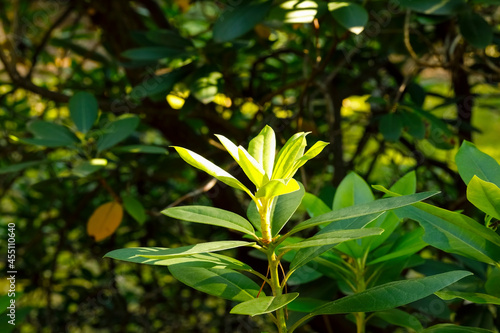 Rhododendron branch with green leaves