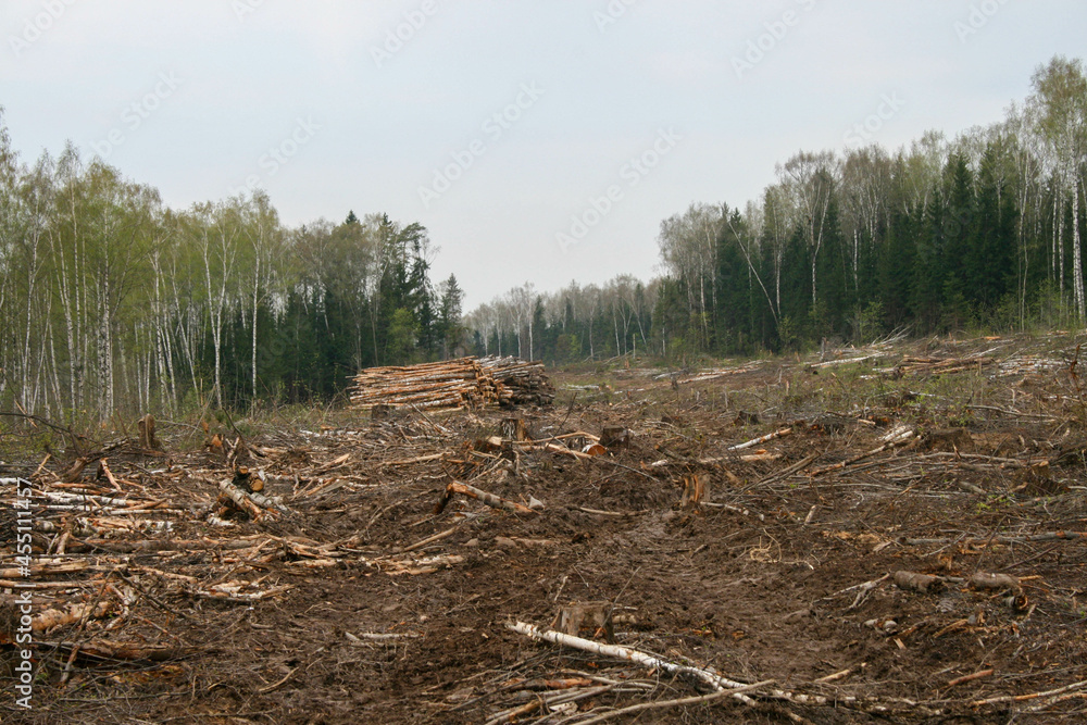 A clearing in a cut-down forest. The destroyed Khimki forest in Russia, the laying of the highway A clearing in a cut-down forest. The destroyed Khimki forest in Russia, the laying of the highway