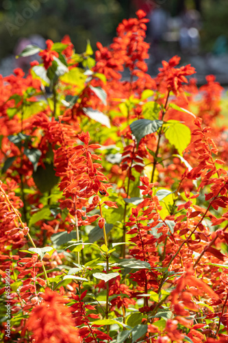 Bouquet of red salvia splendens is in a summer garden