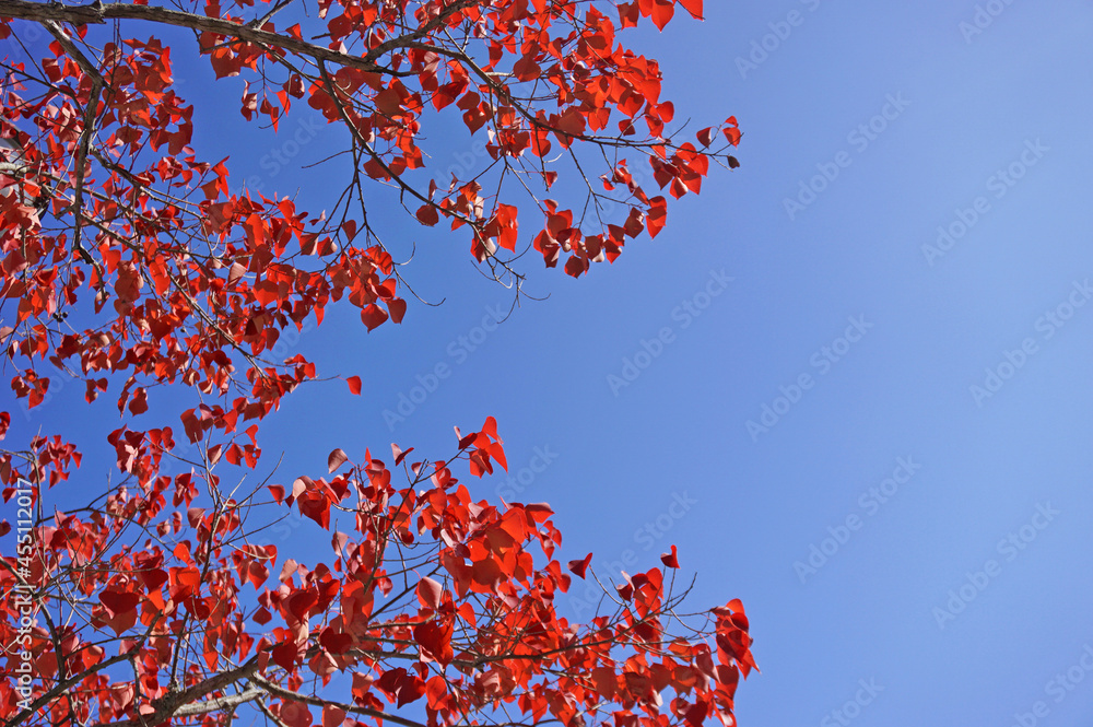 Autumn sunny and beautiful autumn leaves, Miki City, Hyogo Prefecture, Japan Autumn sunny and beautiful autumn leaves, Miki City, Hyogo Prefecture, Japan