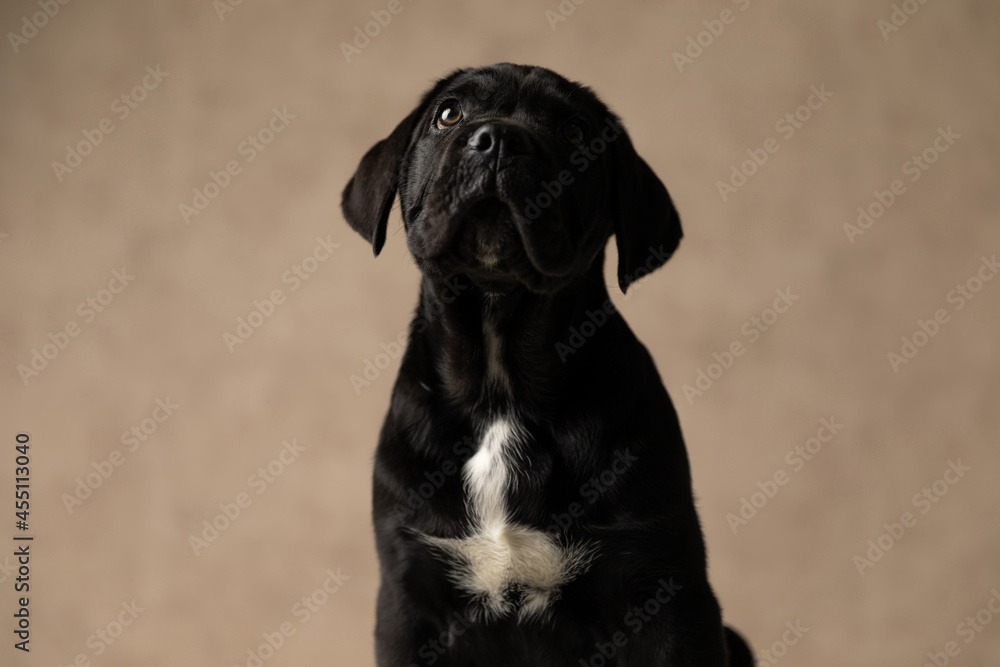 cute cane corso dog looking overhead, being humble cute cane corso dog looking overhead, being humble