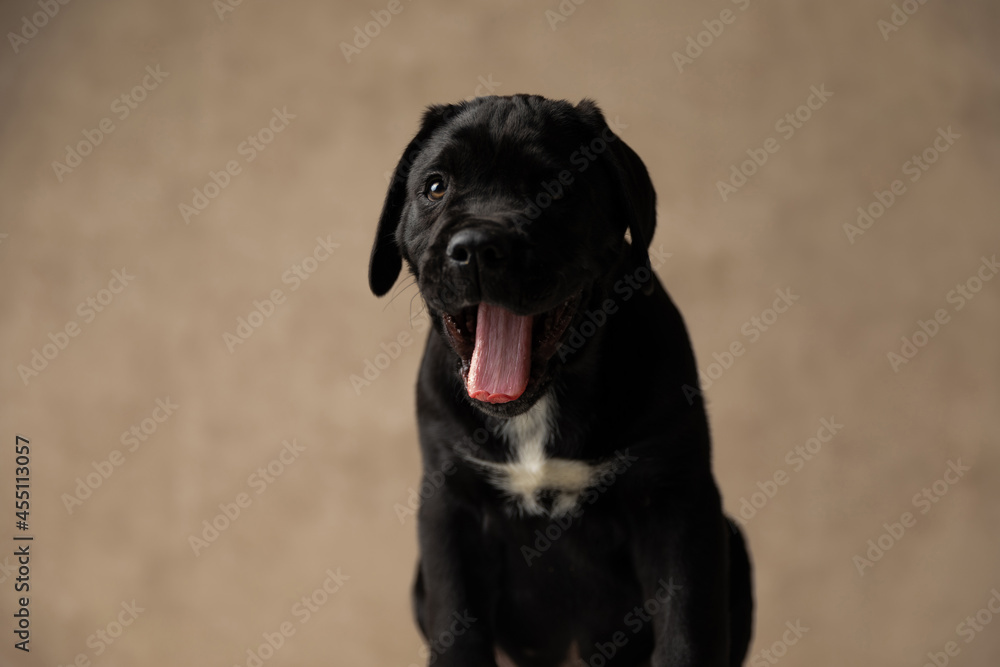 cane corso dog yawning and sticking out his tongue cane corso dog yawning and sticking out his tongue