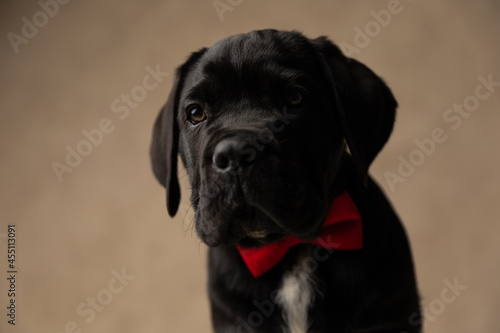 cute black cane corso dog looking away and being pensive