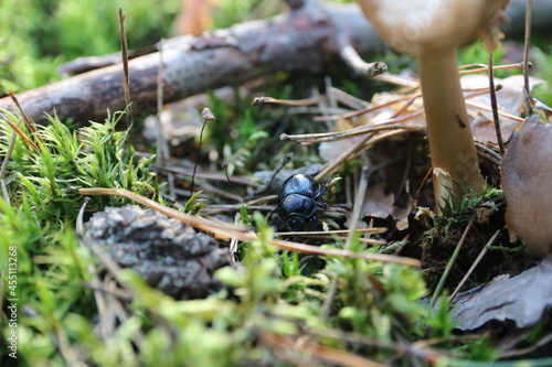 beetle in the forest 