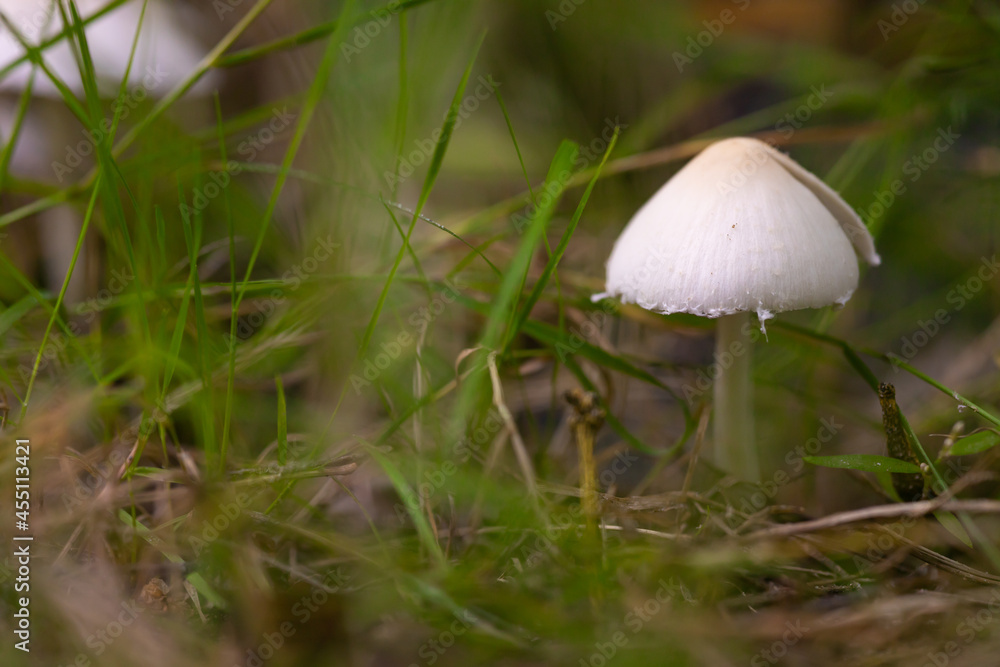 Agaricus augustus in grass. Agaricus augustus in grass.