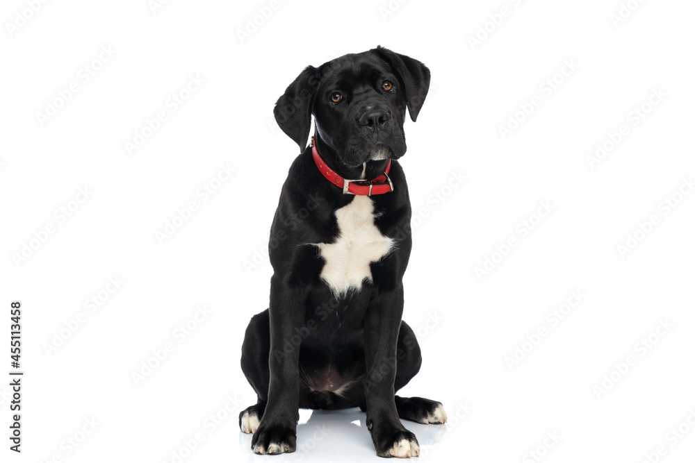 cane corso puppy with red collar sitting on white background
