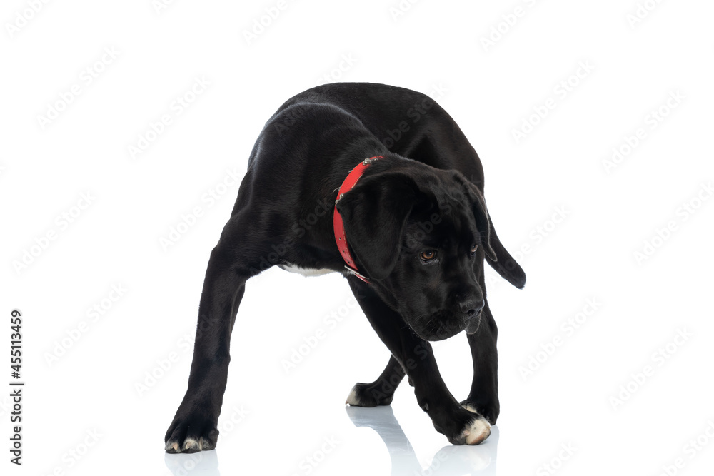 Obraz premium lovely cane corso puppy with red collar looking down and searching