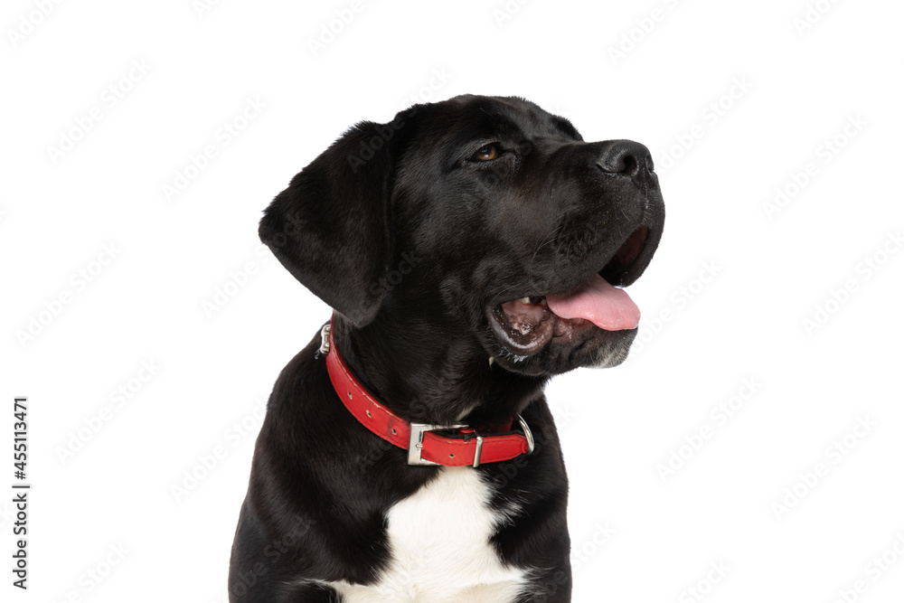 beautiful black cane corso dog looking to side and panting