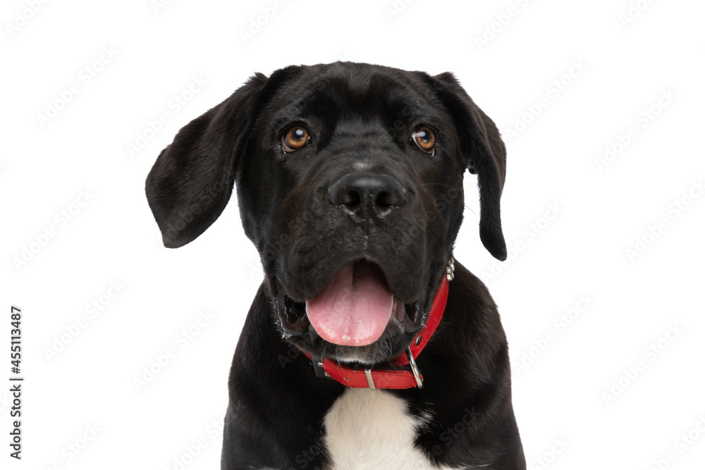 portrait of adorable cane corso puppy sticking out tongue and panting