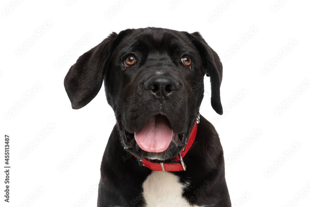 portrait of adorable cane corso puppy sticking out tongue and panting portrait of adorable cane corso puppy sticking out tongue and panting