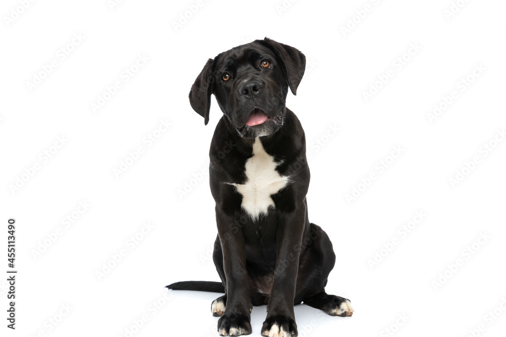 lovely cane corso dog sitting in studio and sticking out tongue