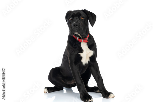 black cane corso puppy wearing red collar around neck looking away