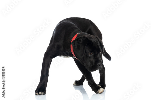 lovely cane corso puppy with red collar looking down and searching