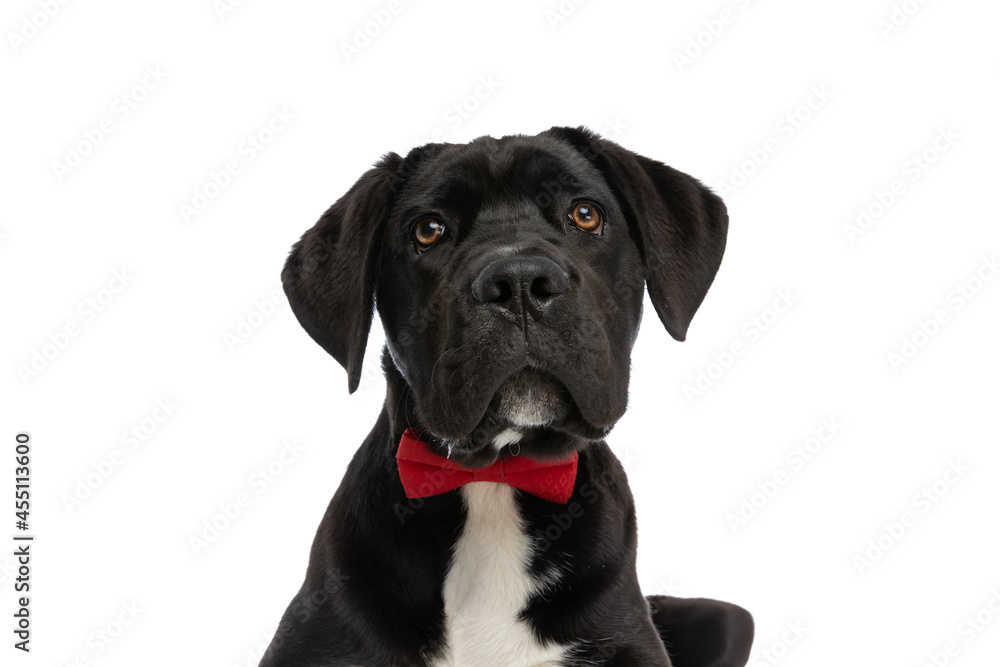 portrait of beautiful cane corso dog wearing red bowtie and being elegant portrait of beautiful cane corso dog wearing red bowtie and being elegant