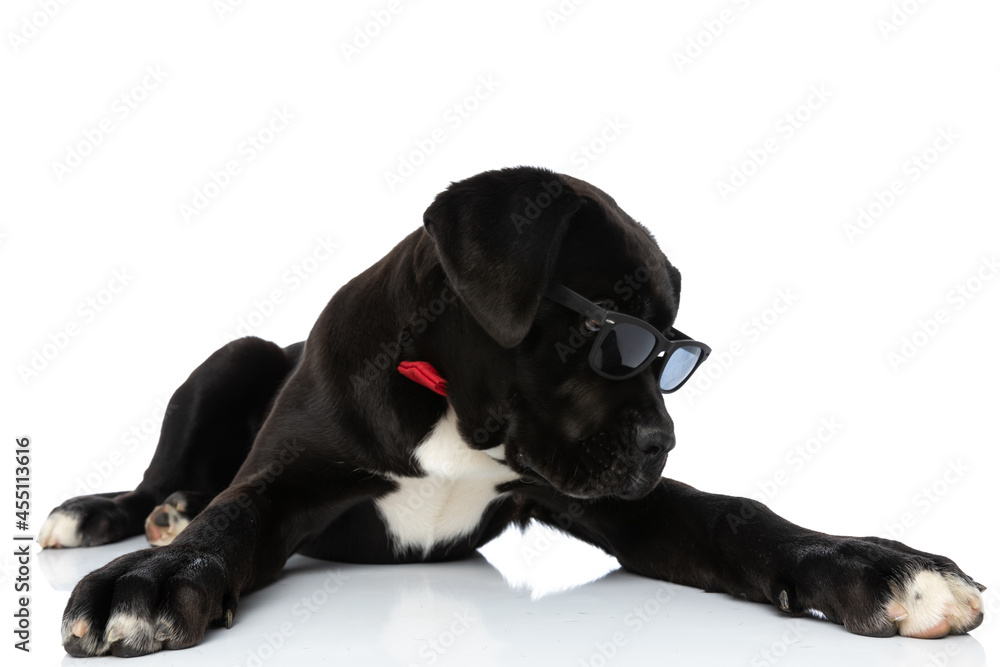 cool cane corso puppy wearing red bowtie and looking over glasses cool cane corso puppy wearing red bowtie and looking over glasses