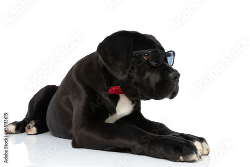 Fototapeta Naklejka Na Ścianę i Meble -  elegant cane corso puppy with bowtie and sunglasses looking to side