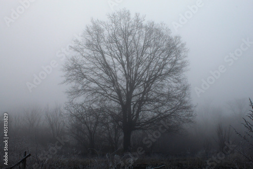 Frosty forest