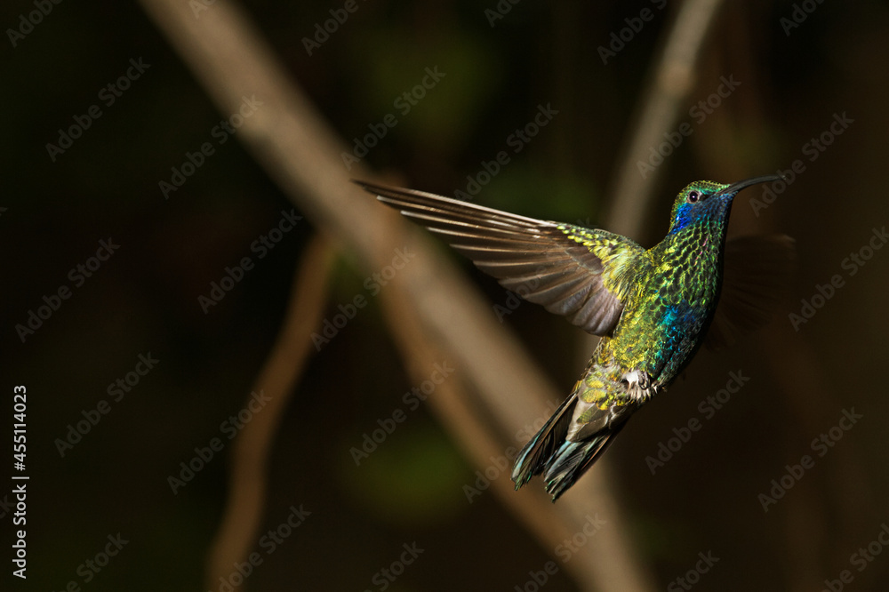 Fototapeta premium Sparkling violetear hummingbird. Colibri coruscans